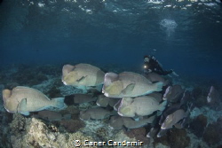 Bumphead Parrotfish Sipadan Island by Caner Candemir 
